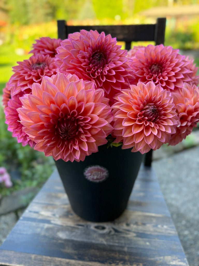 Hillcrest Kismet - LIMIT 3 PER PERSON