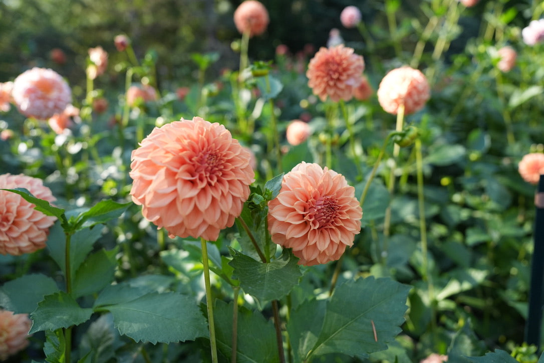 Peaches N Cream Solid