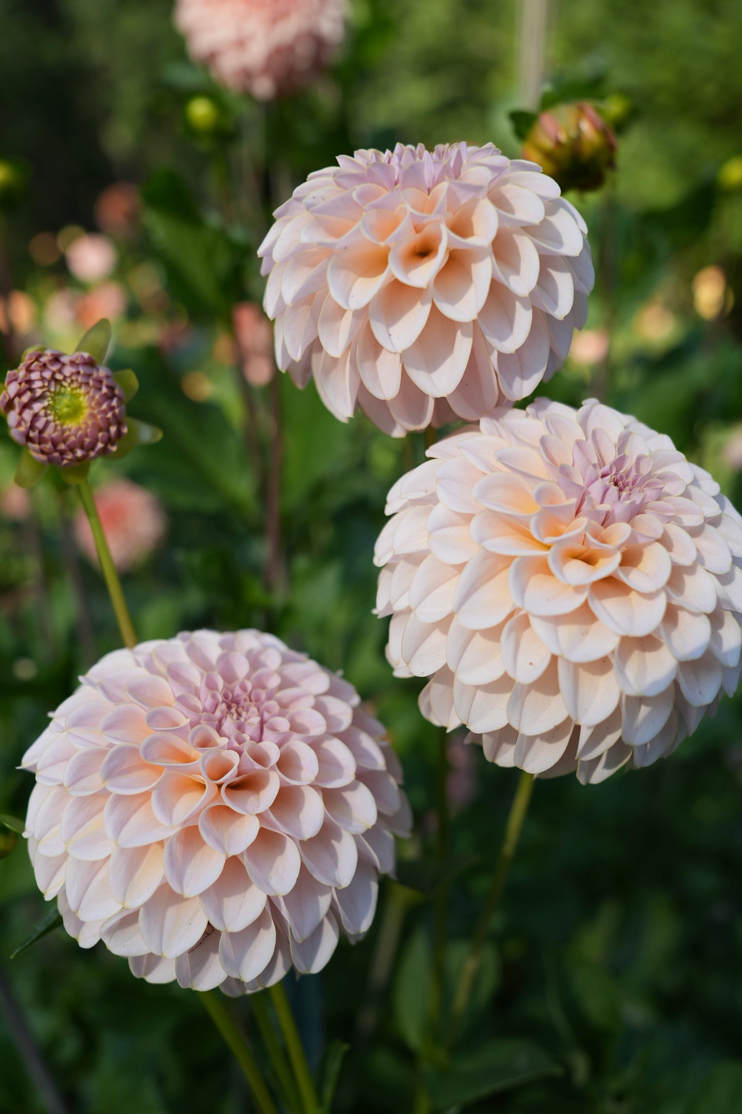 KA's ® Cinder Rose - LIMIT 3 PER PERSON