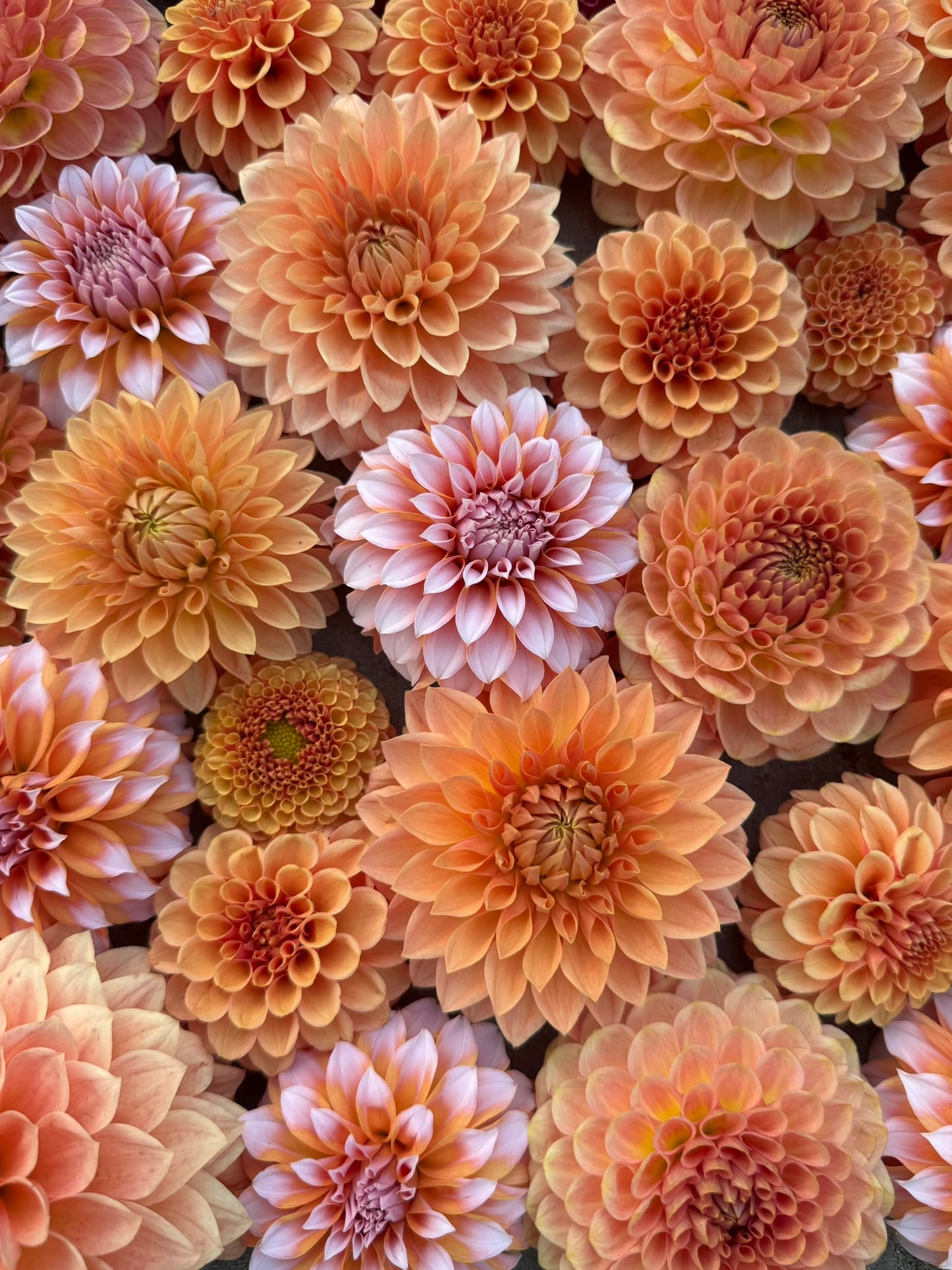 2026 - Peach Perfection Collection