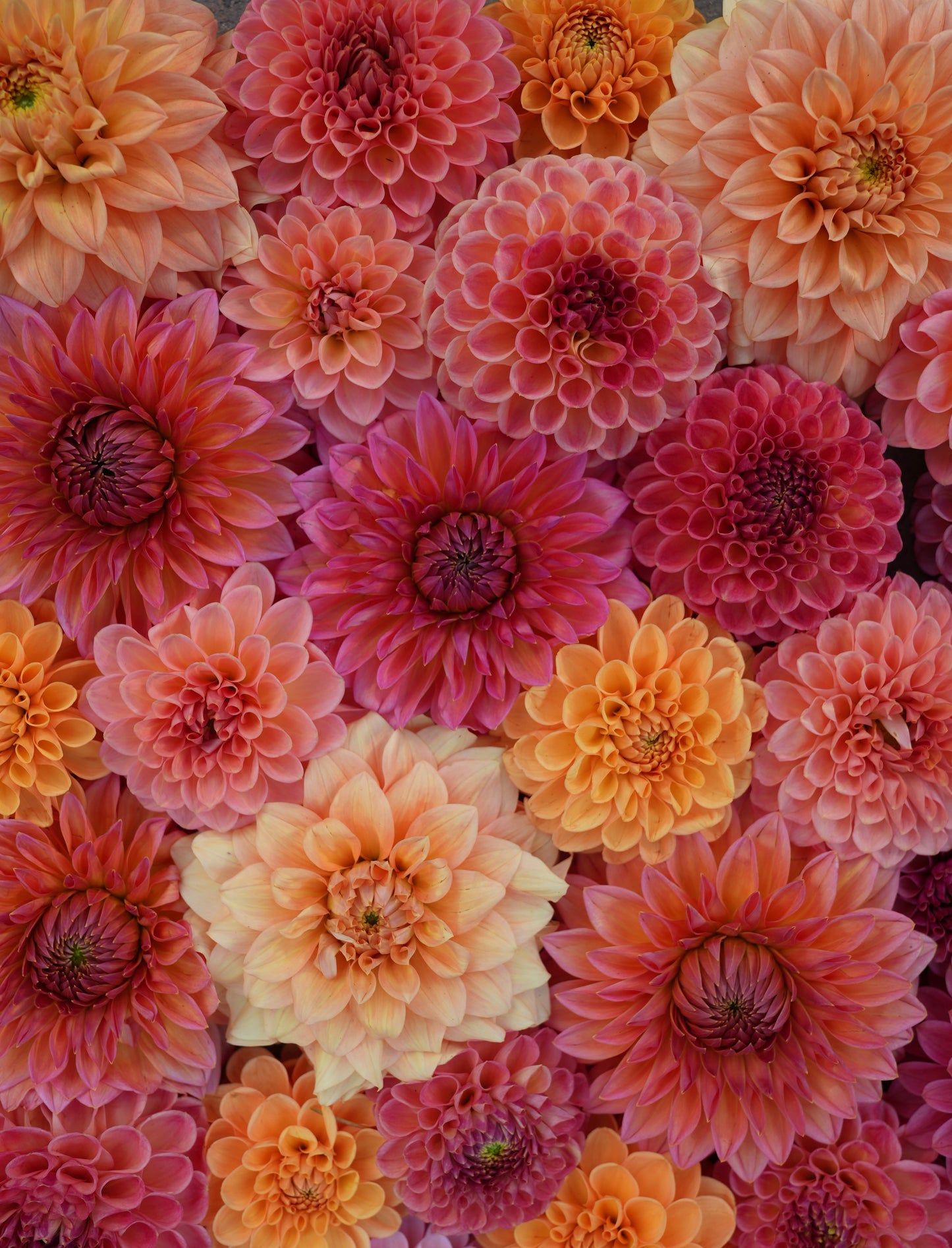 2026- Summer Fun Collection - LIMIT 1 PER PERSON