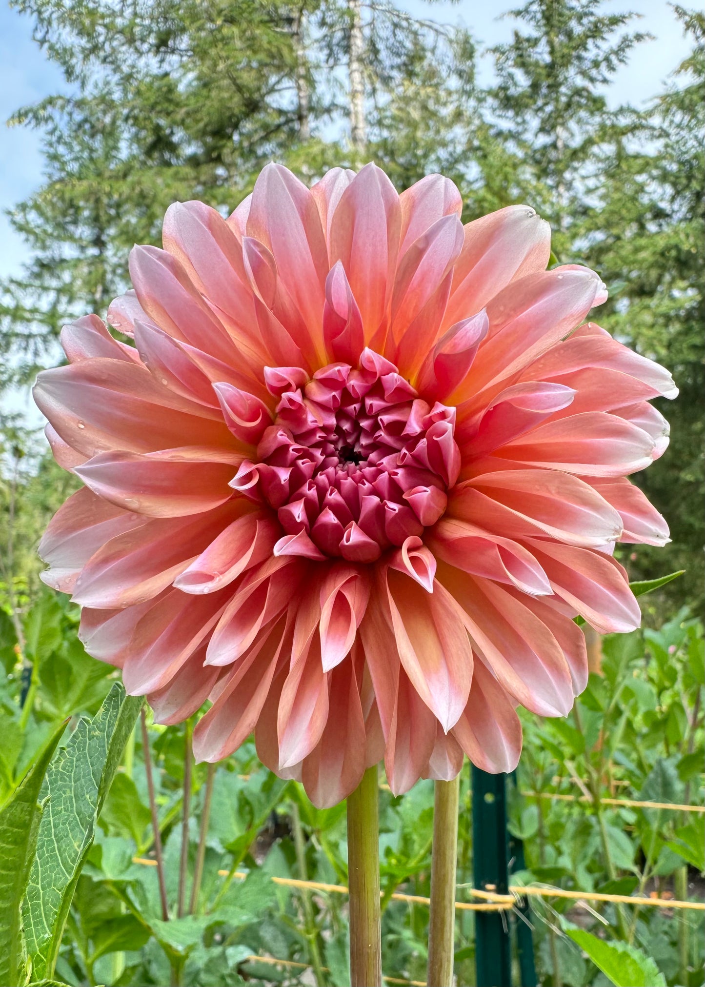 RM Whirligig - LIMIT 3 PER PERSON