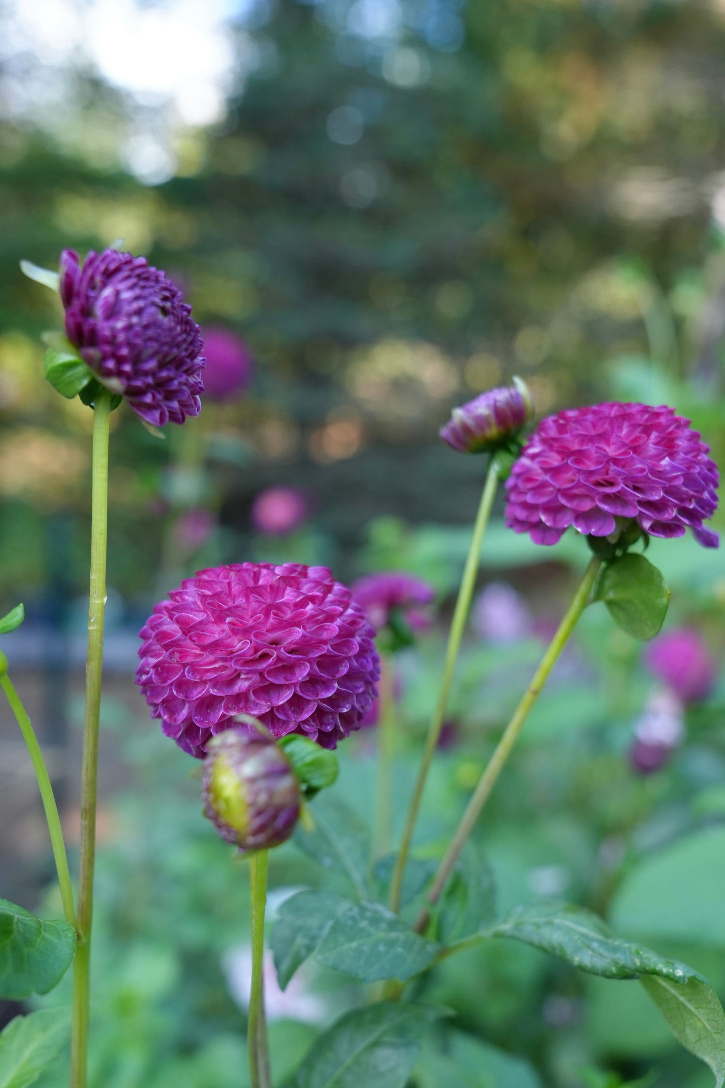Bloomquist Refreshing