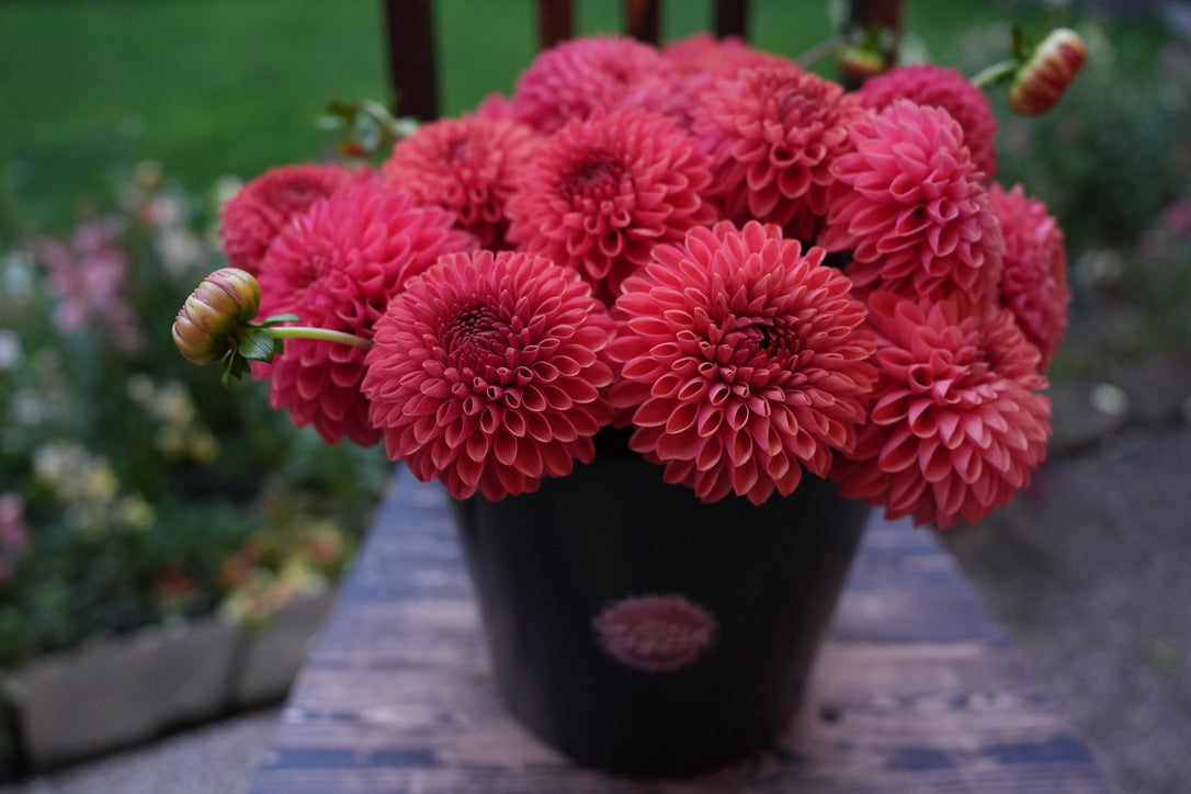 KA's® Keltie Cherry