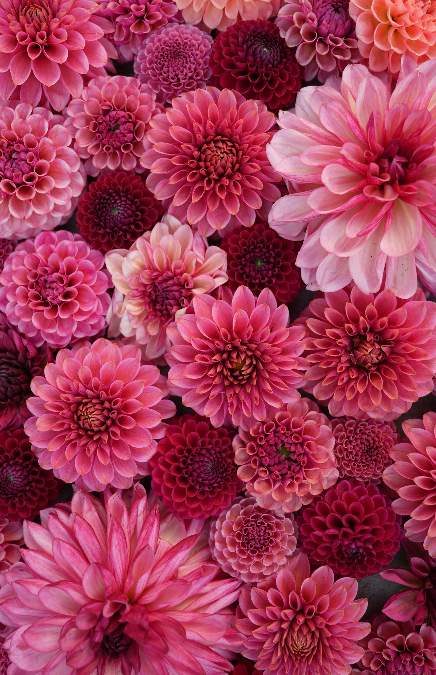 2026 - Mauve Madness Collection - LIMIT 1 PER PERSON