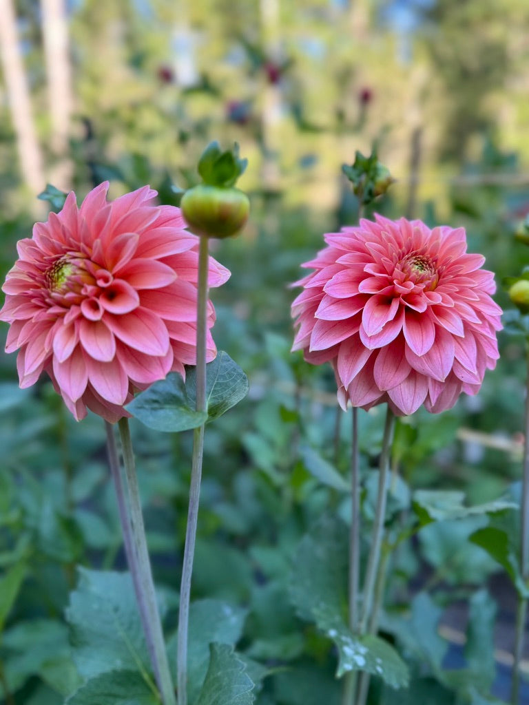 KA's ® Guava - LIMIT 3 PER PERSON