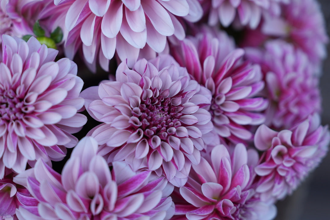 Salish Twilight Girl