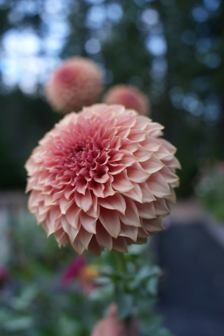 KA's ® Coral Sea - LIMIT 3 PER PERSON