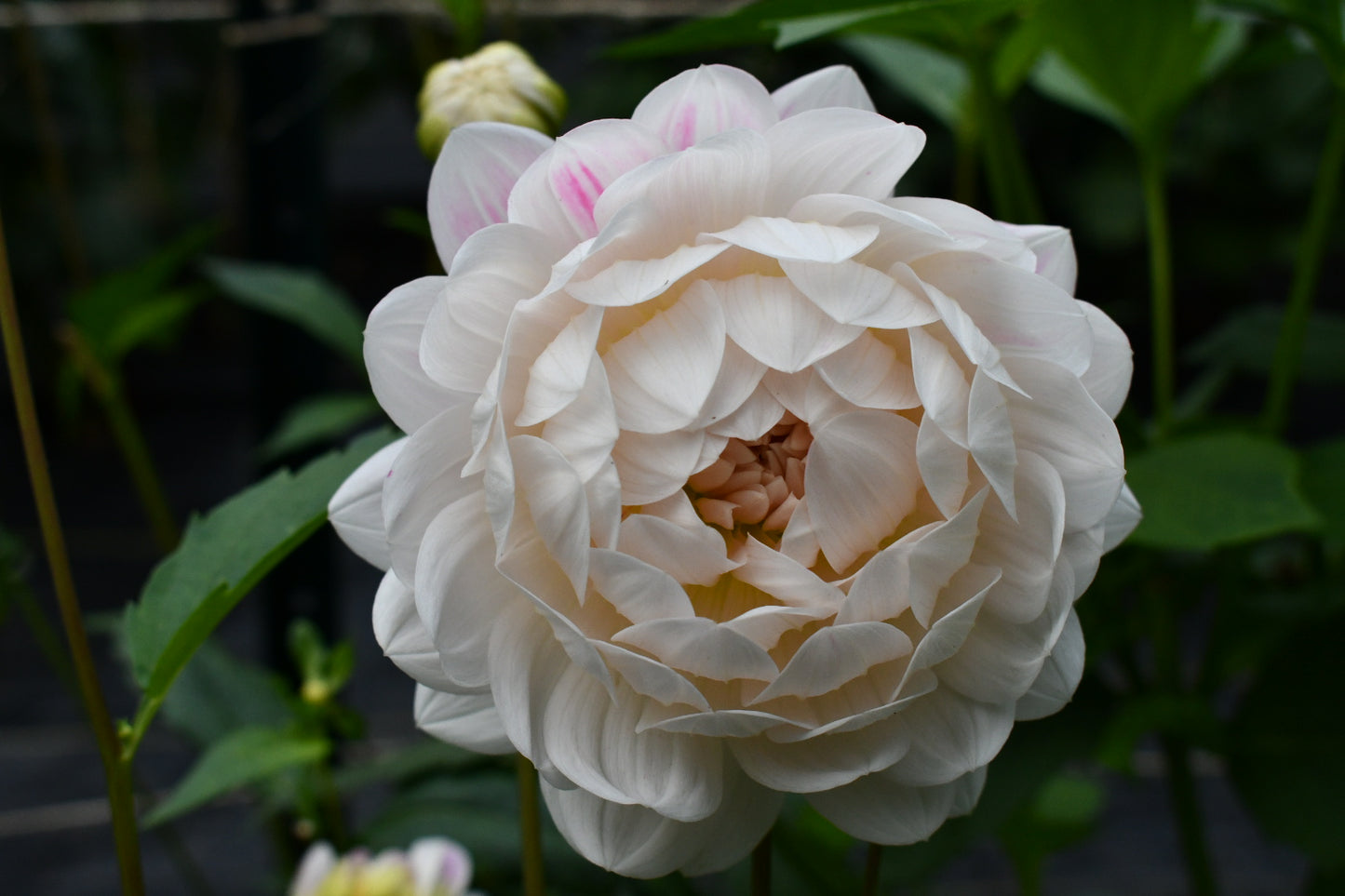 Kelgai Ann- LIMIT 1 PER PERSON