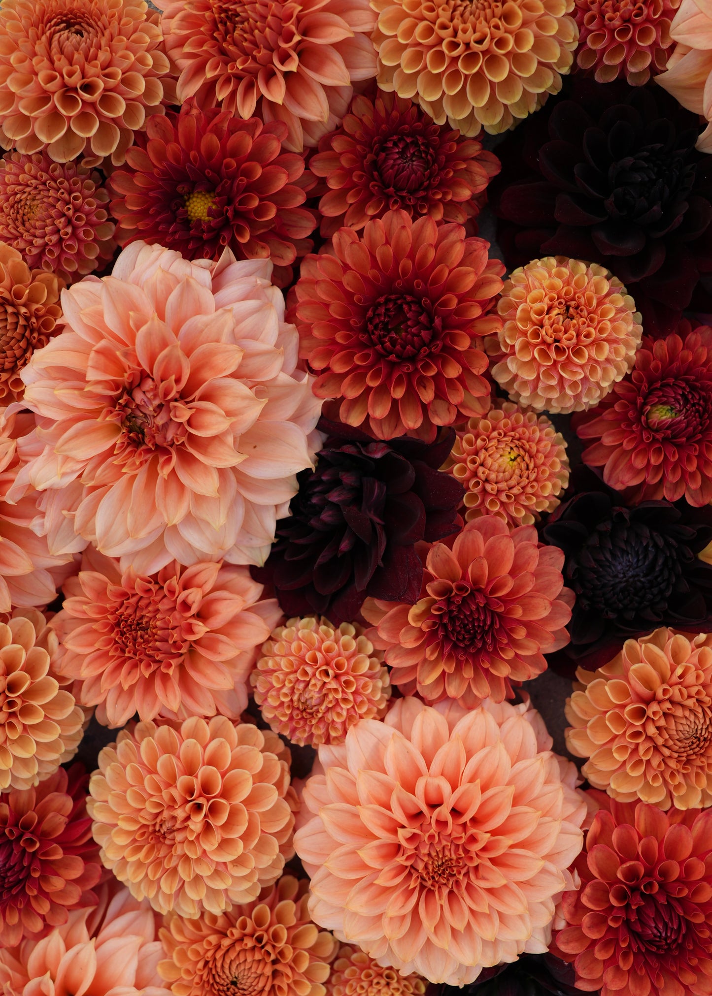 2026 - Pumpkin Spice Collection