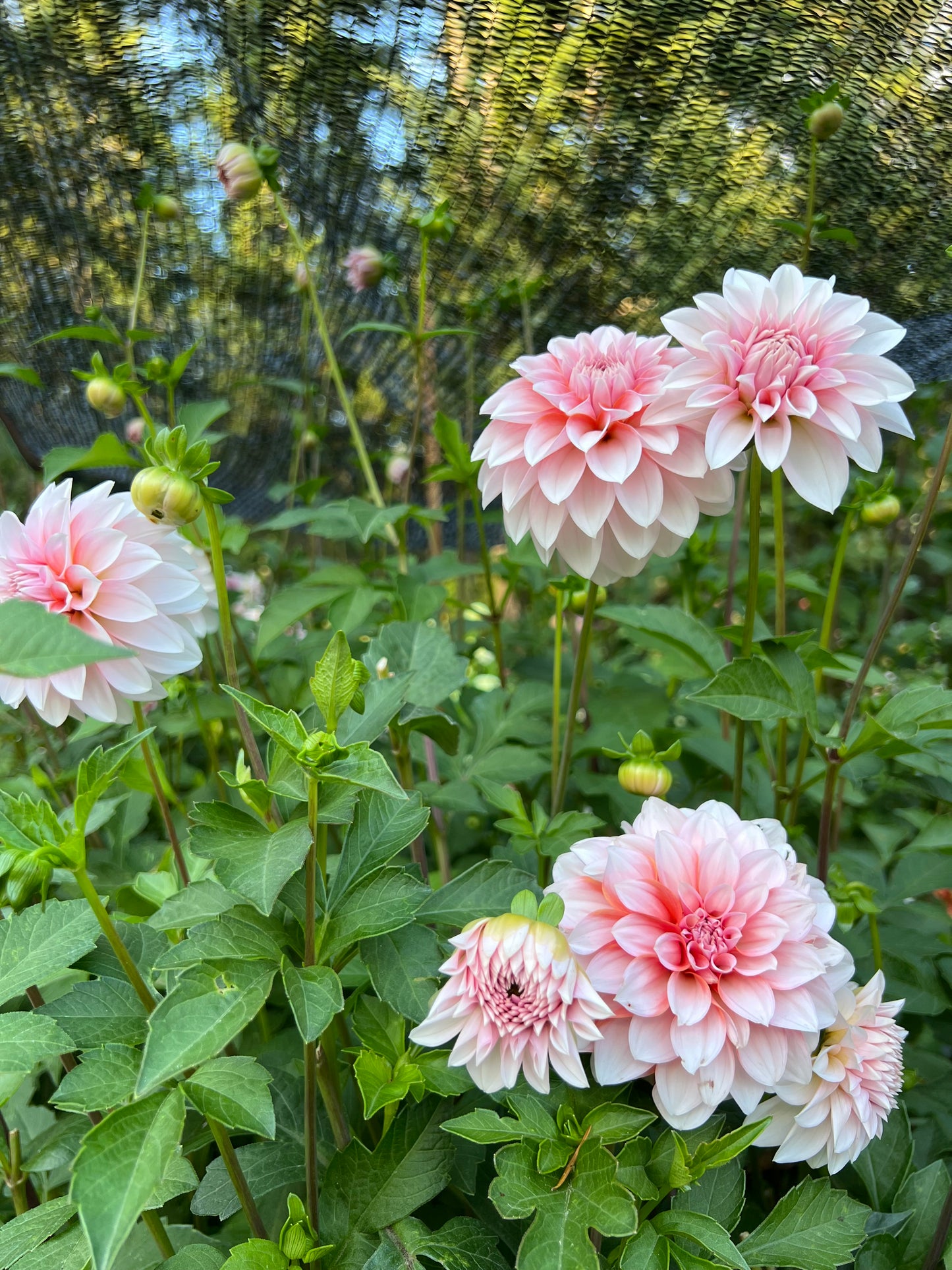 RM Baby Girl - LIMIT 3 PER PERSON