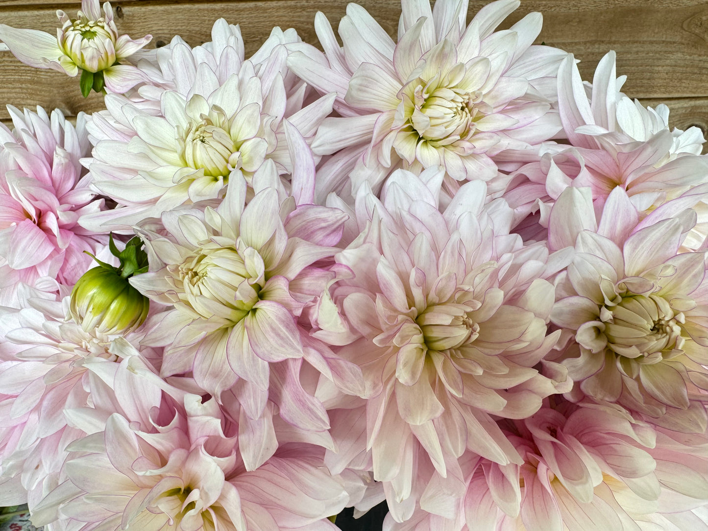 RM Digits- LIMIT 1 PER PERSON