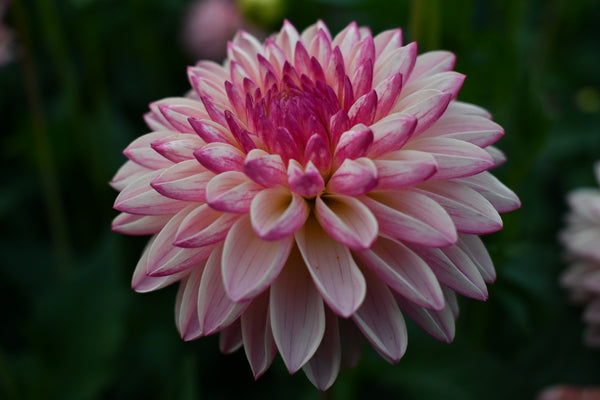 Dusty Pink Porcupine