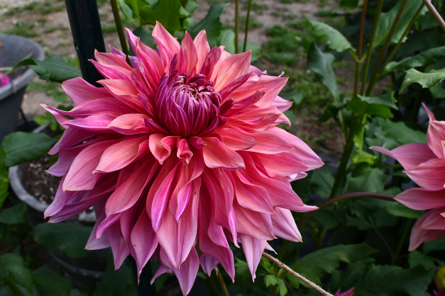 Penhill Dark Monarch