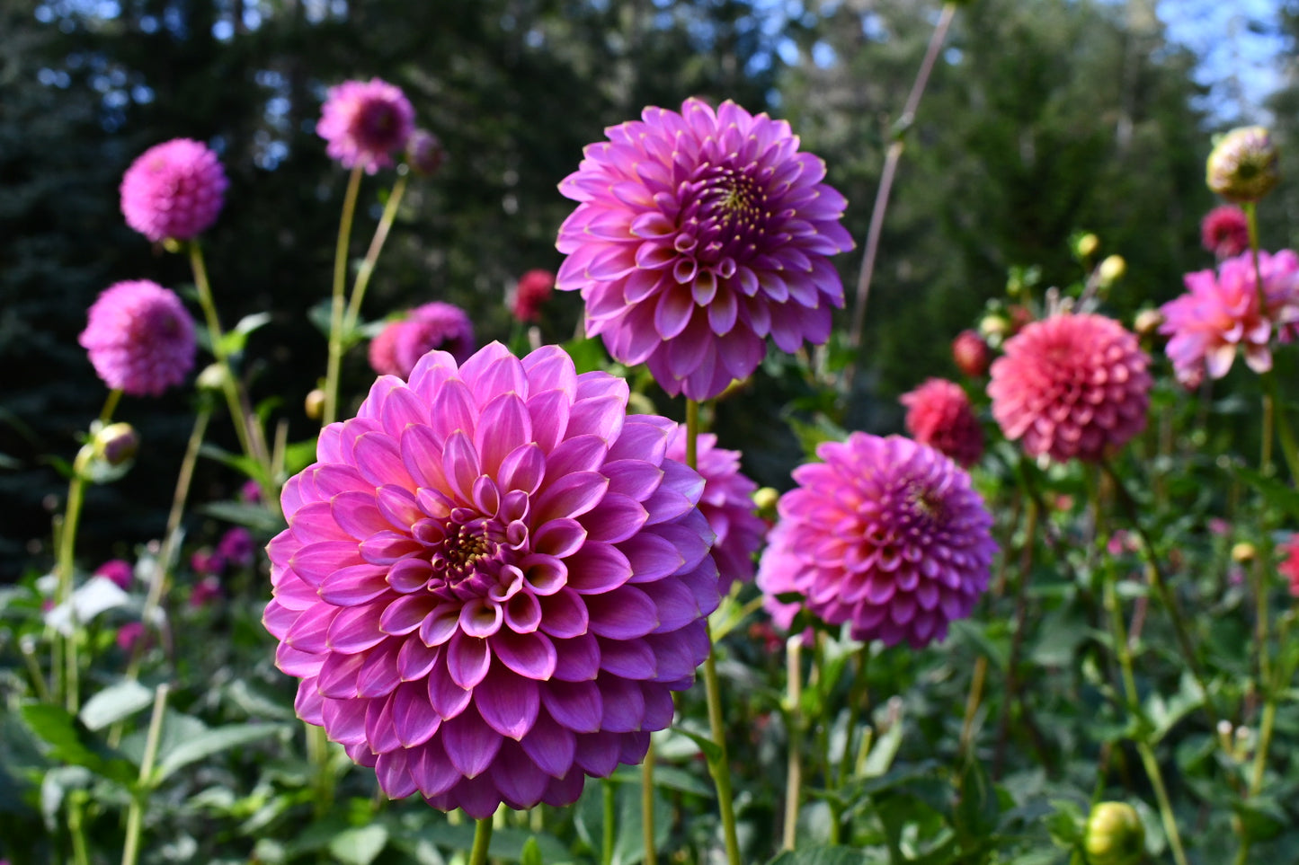 Skipley Spot of Gold