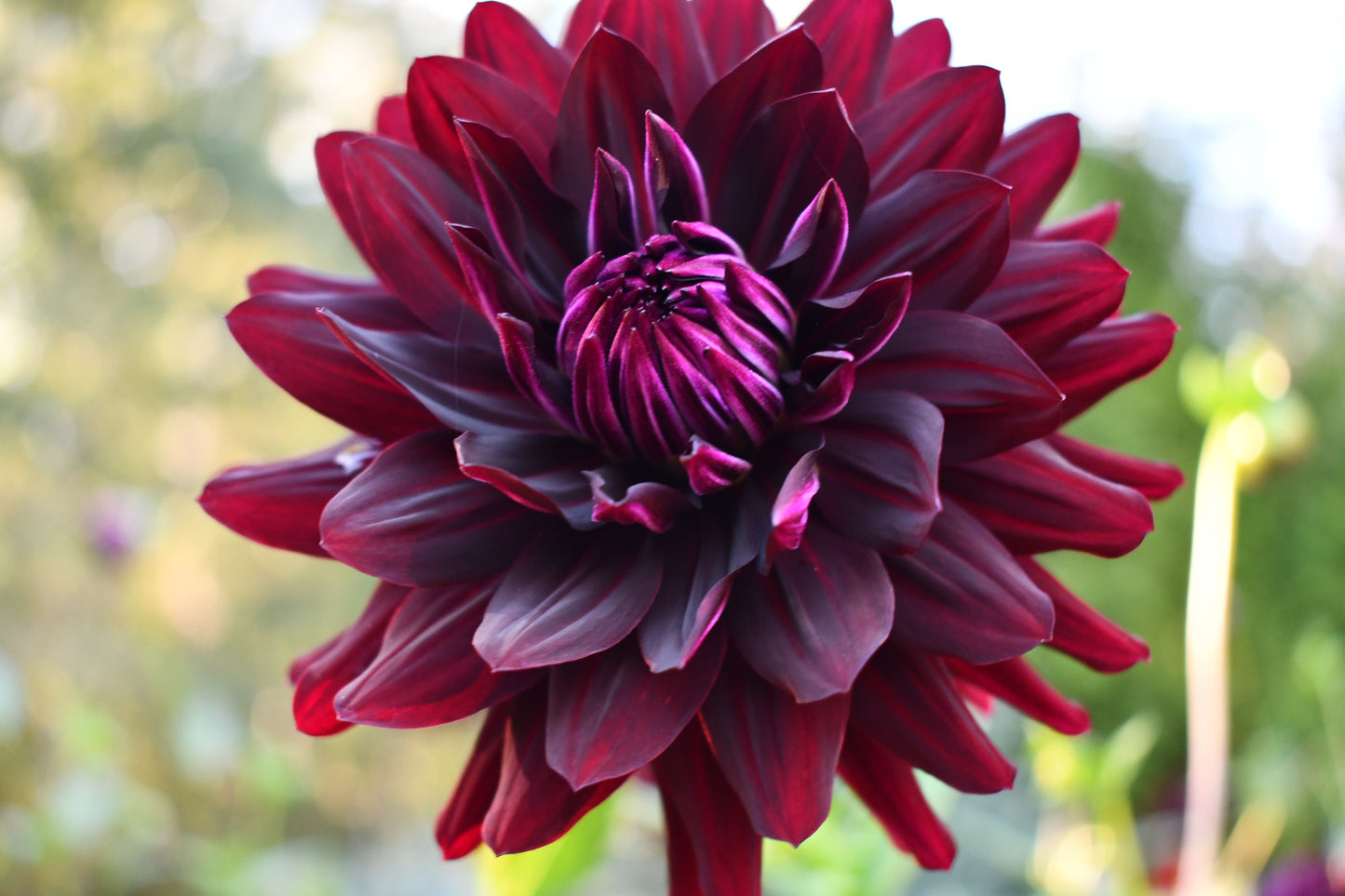 Hollyhill Black Beauty