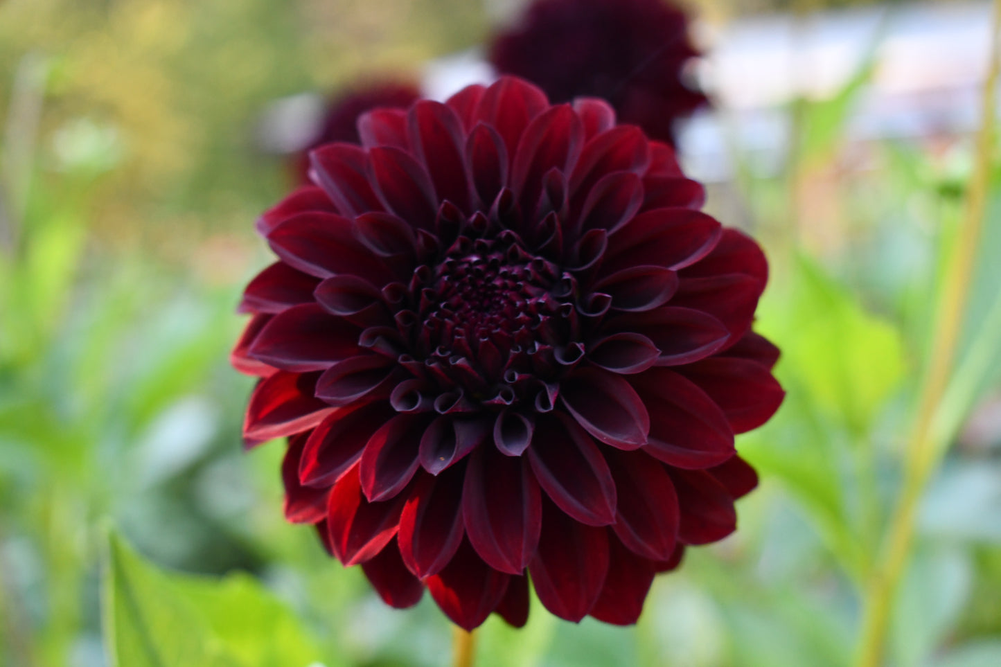 Black Satin