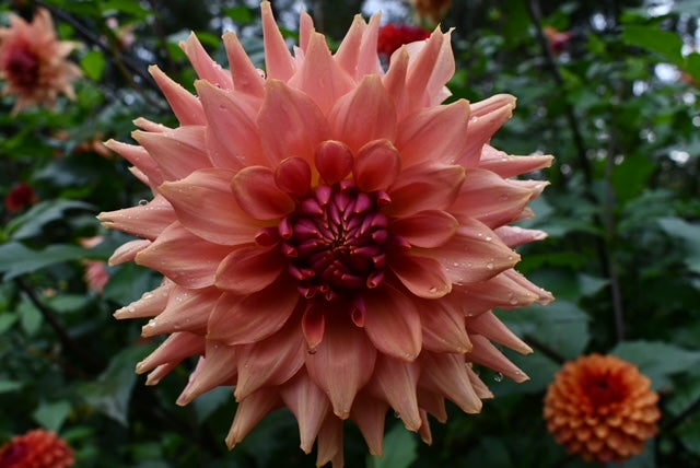 Terracotta