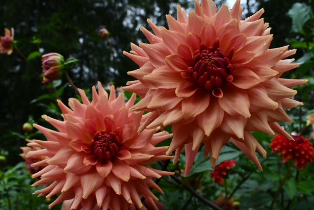 Terracotta