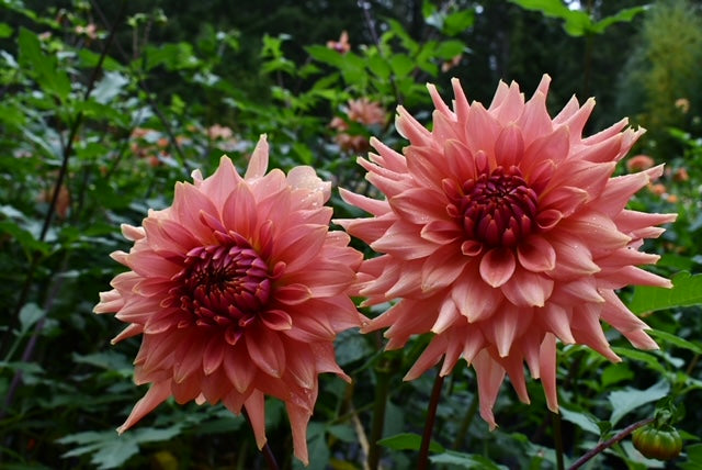 Terracotta