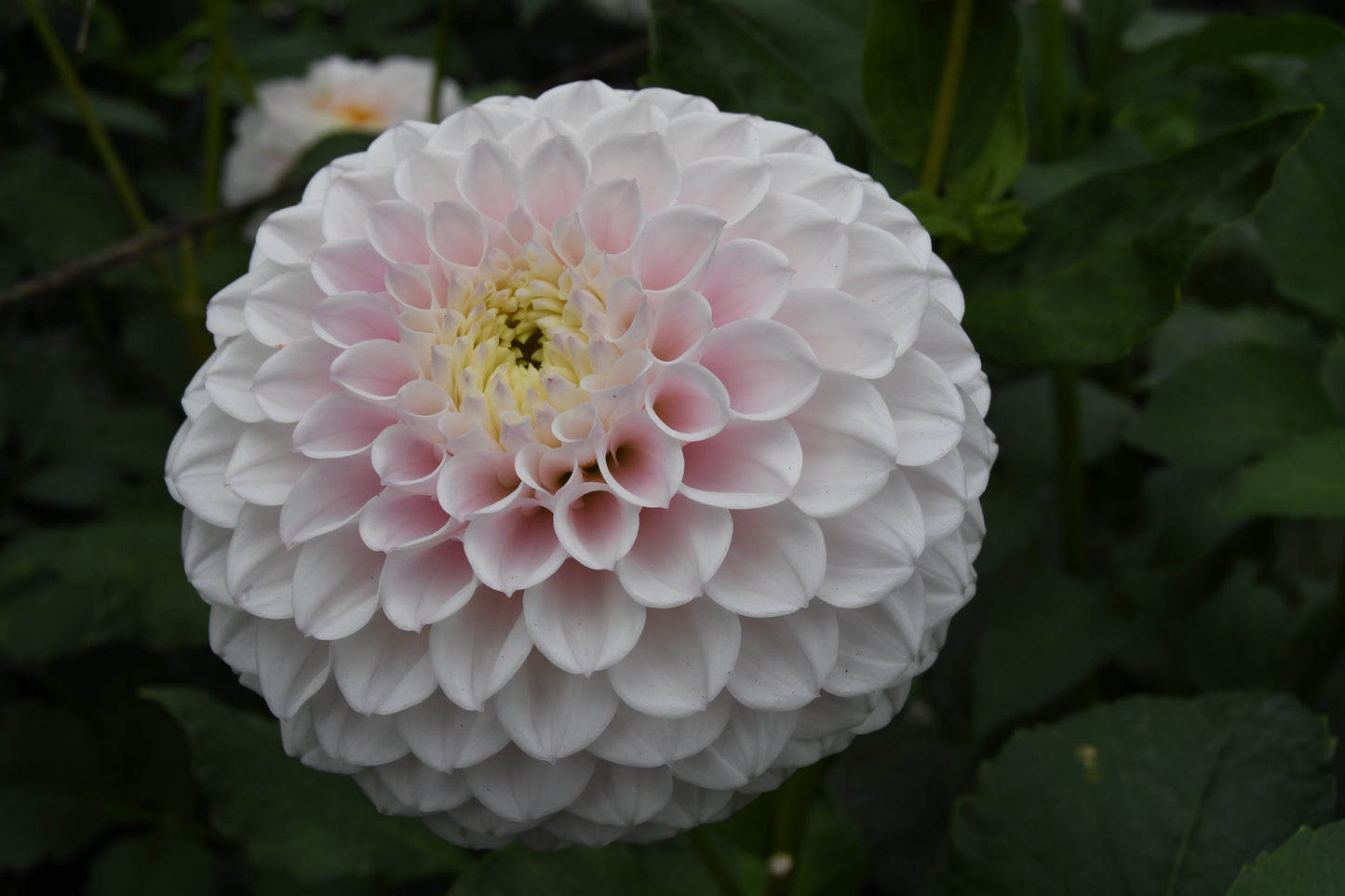 Pink Pearl