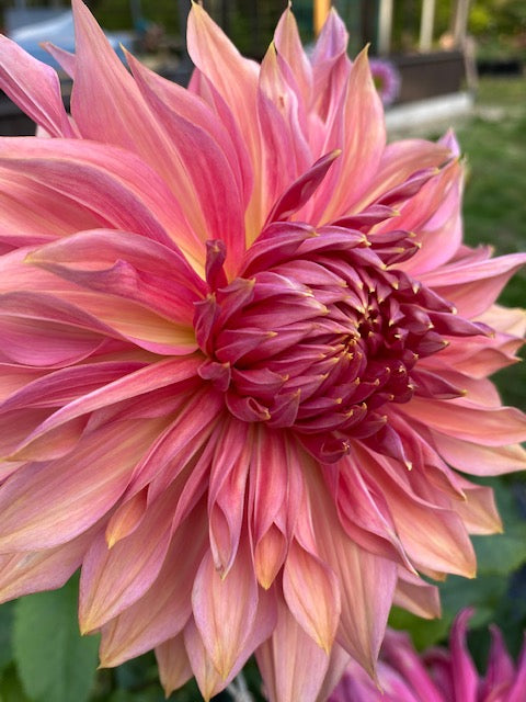 Penhill Dark Monarch