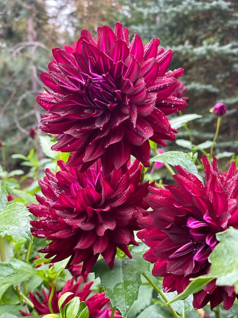 Hollyhill Black Beauty