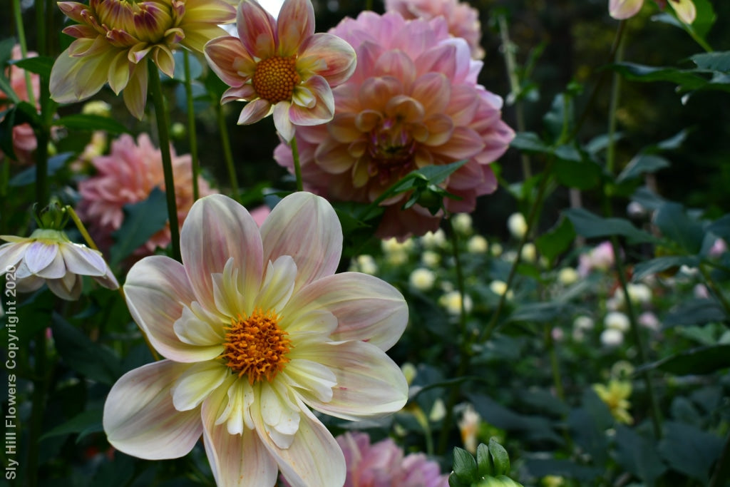 Apple Blossom Tubers
