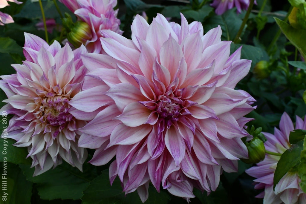 Cafe Au Lait Royal Tubers