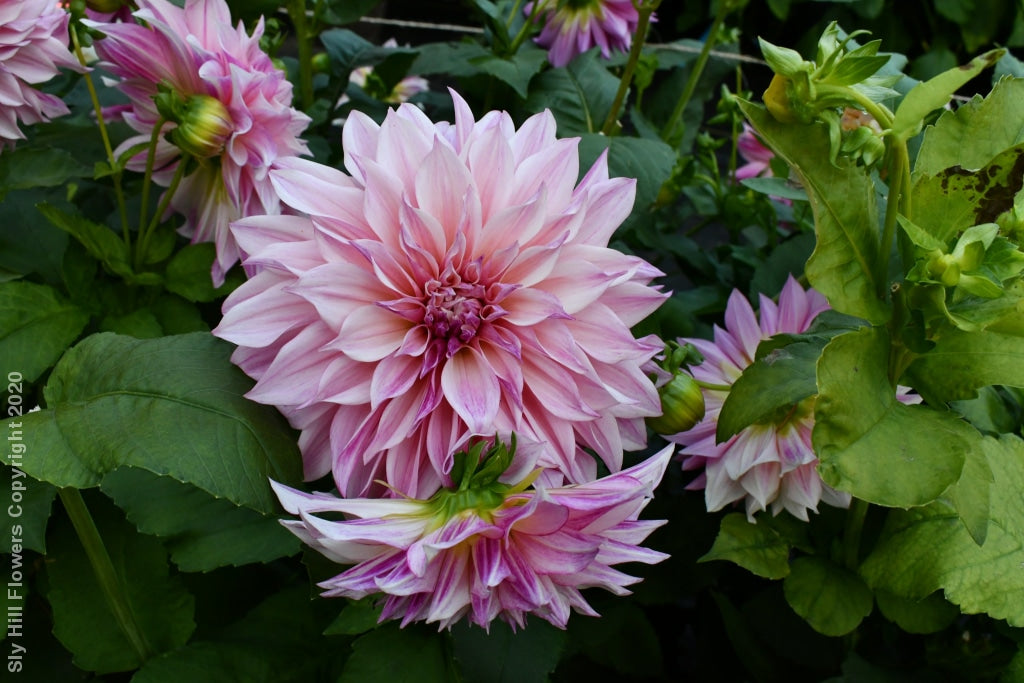 Cafe Au Lait Royal Tubers