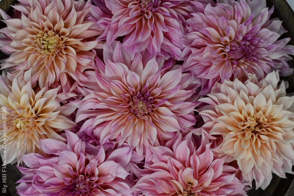 Cafe Au Lait Royal Tubers