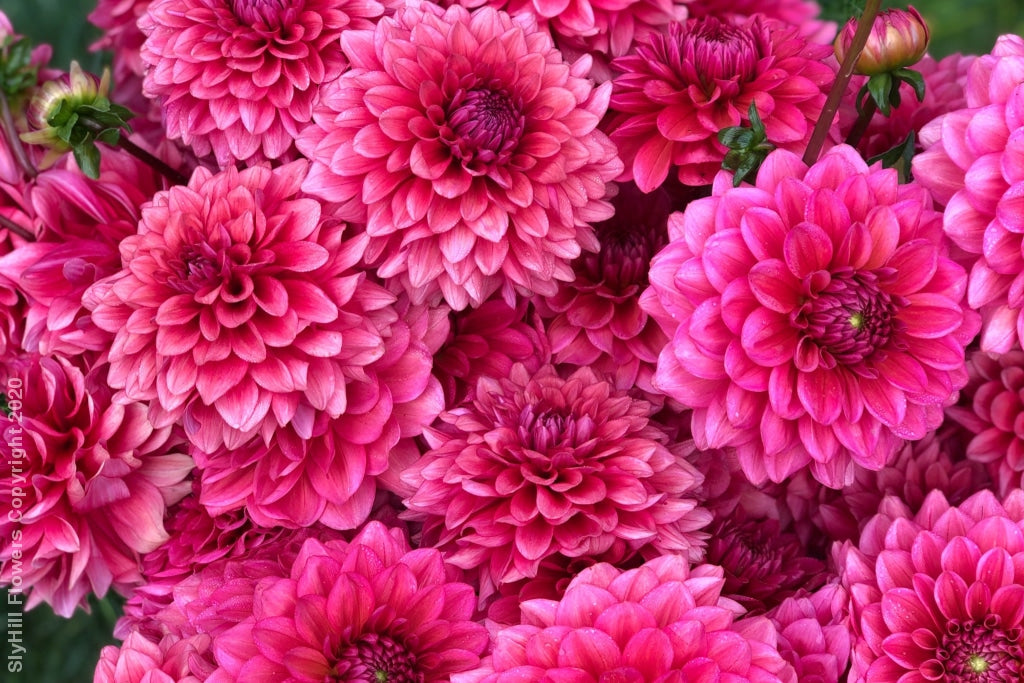 Daisy Duke Tubers