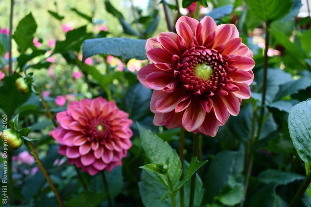 Daisy Duke Tubers