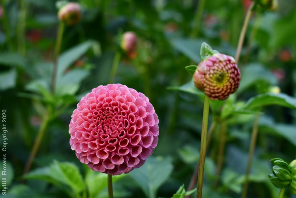 Koko Puff