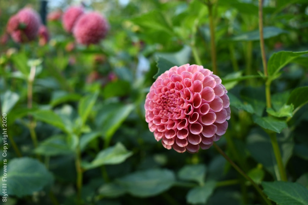 Koko Puff