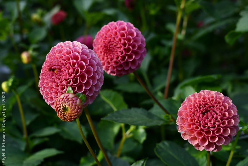 Koko Puff