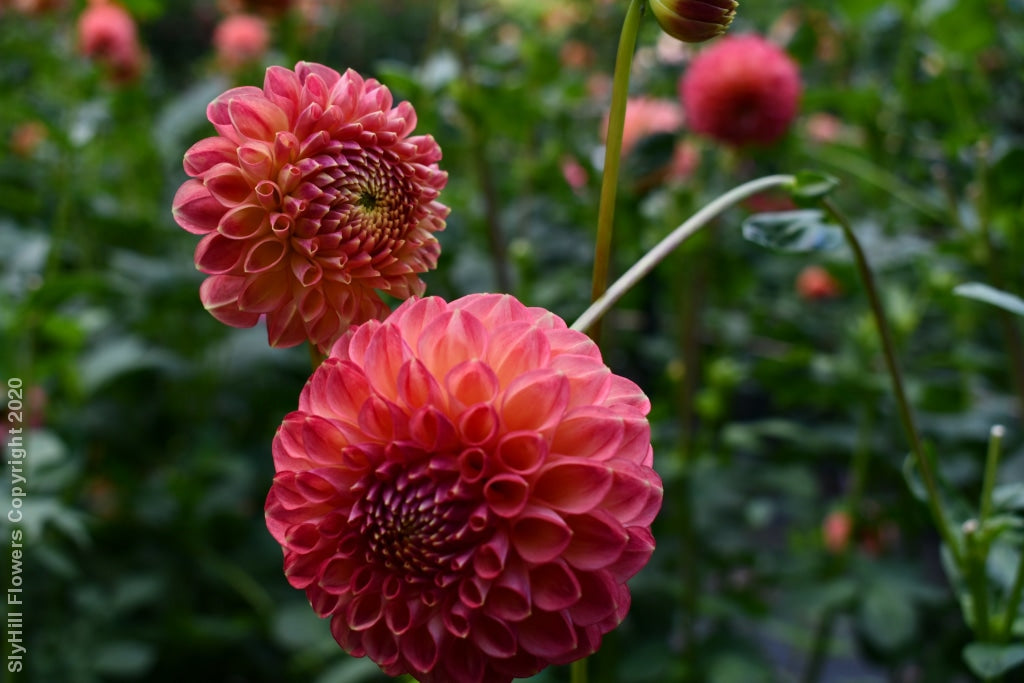 Snoho Doris Tubers