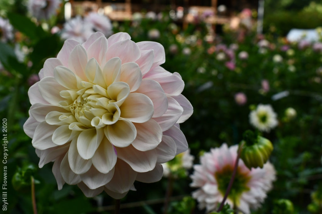 Sweet Nathalie Tubers