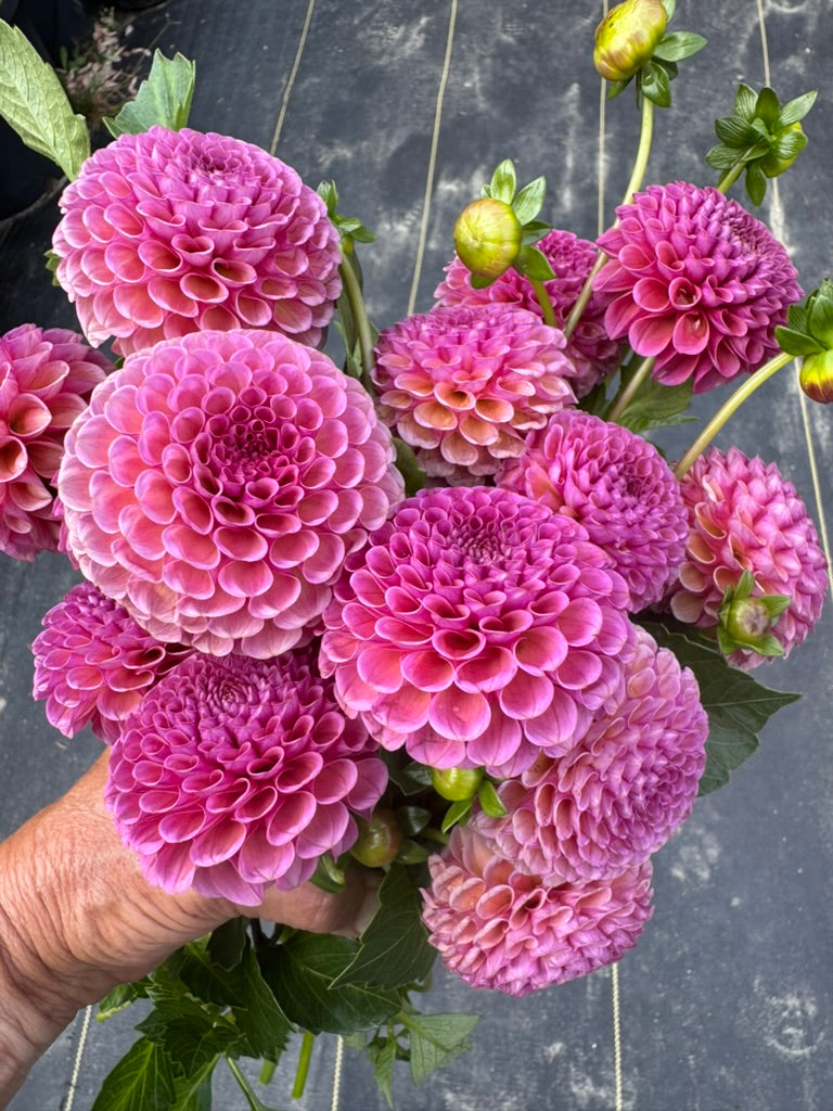 KoKo Puff – Sly Hill Flowers