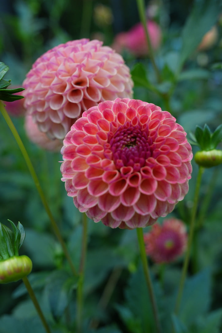 Rosemary Dawn – Sly Hill Flowers