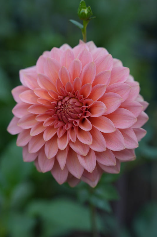 KA's ® Guava - LIMIT 3 PER PERSON