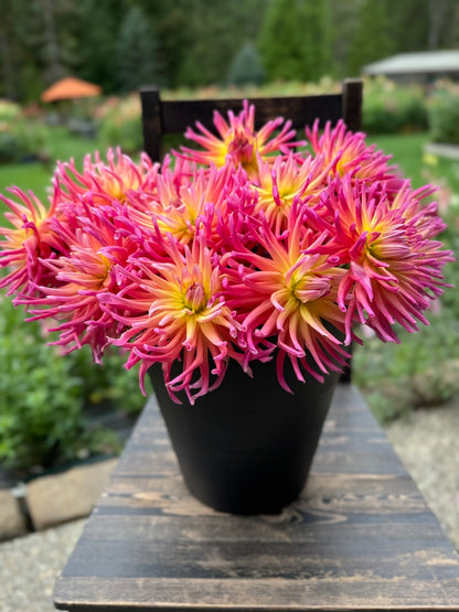 Hollyhill Hello Dolly