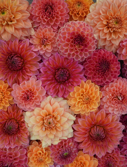 2026- Summer Fun Collection - LIMIT 1 PER PERSON