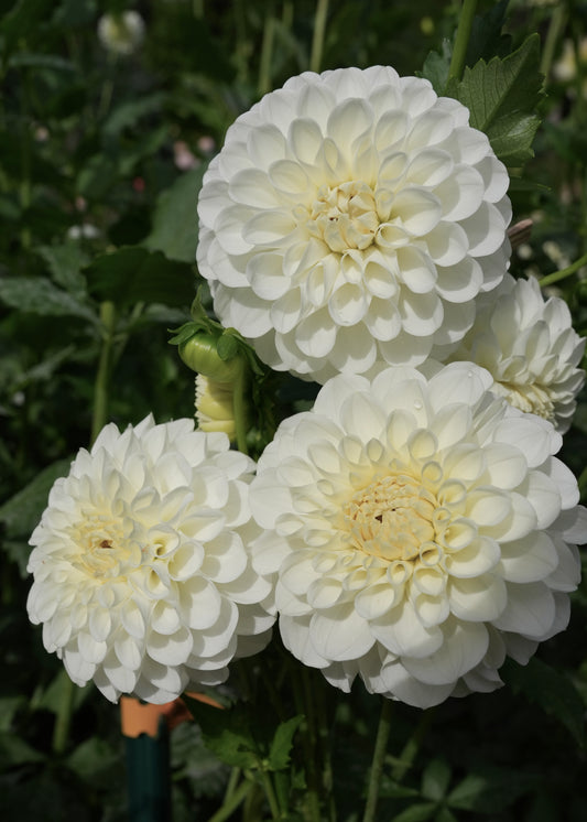 20th Ave & Baker Road