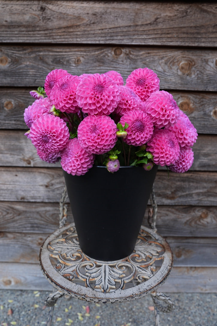 20th Ave For Mom – Sly Hill Flowers