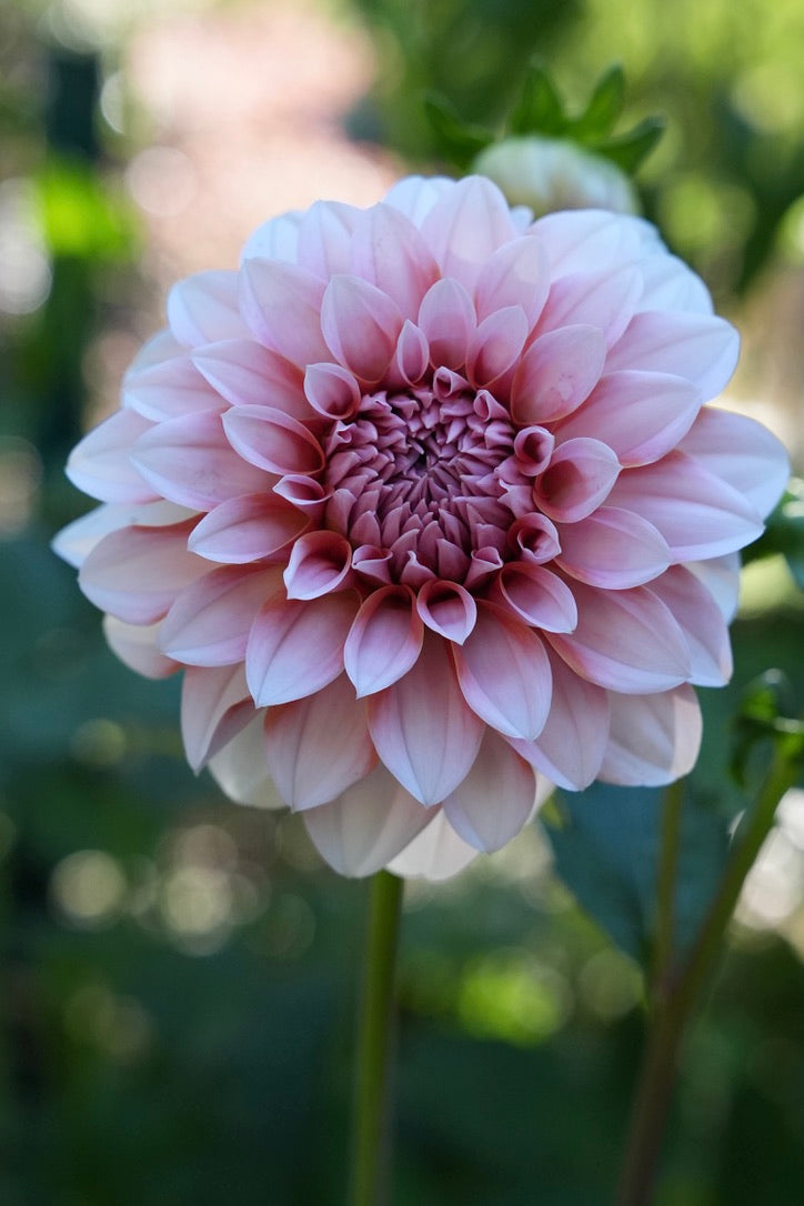 RM Baby Girl - LIMIT 3 PER PERSON