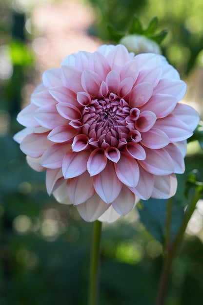 RM Baby Girl - LIMIT 3 PER PERSON