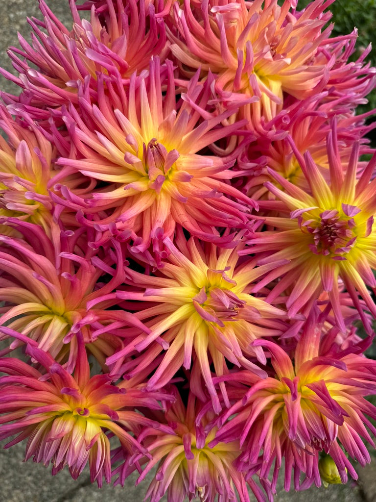 Hollyhill Hello Dolly