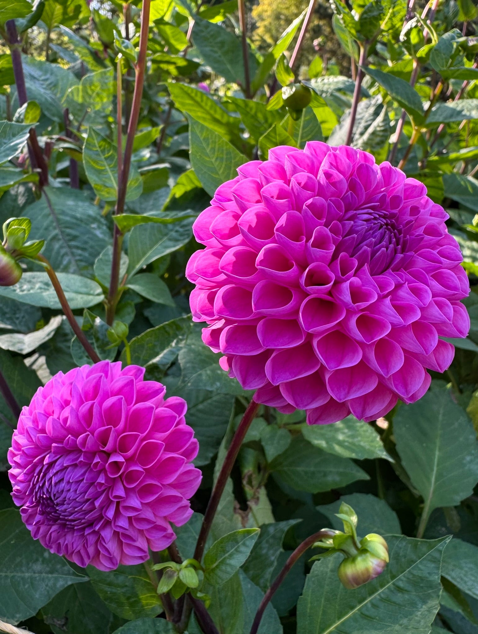 20th Ave For Mom – Sly Hill Flowers