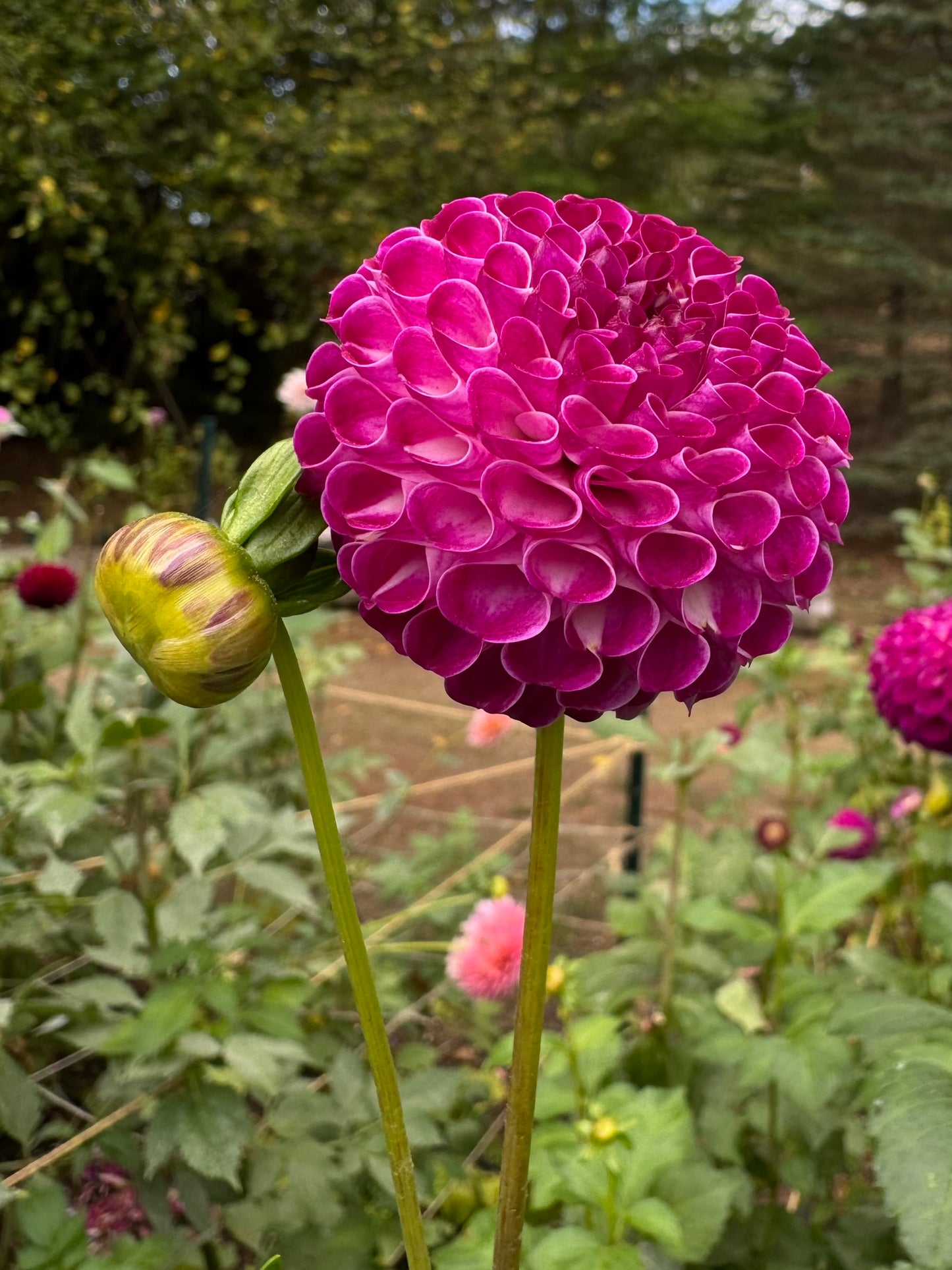 Bloomquist Refreshing